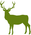Jelen evropský (lesní)
Jelen evropský - jelen | Poplatkový lov : Áno
Jelen sika Dybowského - zvěř do dvou let věku | Poplatkový lov : Áno
