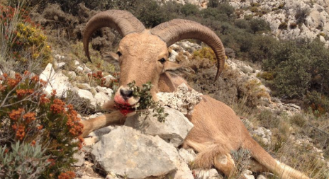 Jak se loví ve Španělsku Barbary sheep?