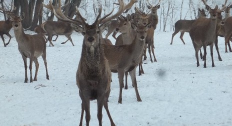 Nový inzerát: lov jelena, muflona i daňka