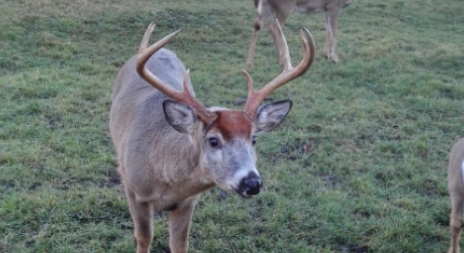 V listopadu začíná říje Jelence