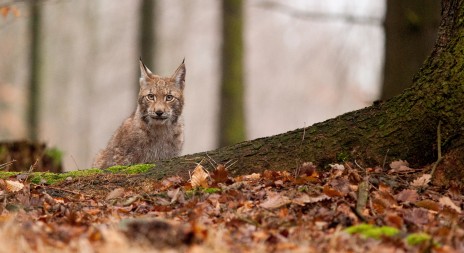 O mládě rysa byl ve třech šumavských infocentrech obrovský zájem