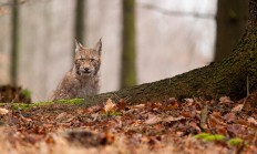 O mládě rysa byl ve třech šumavských infocentrech obrovský zájem