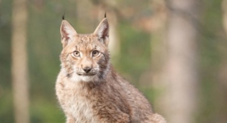 Přednáška: Monitoring rysa ostrovida na Šumavě - RNDr. Luděk Bufka