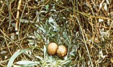 Vědce při pokusu s podstrčeným vejcem nesmí spatřit pták