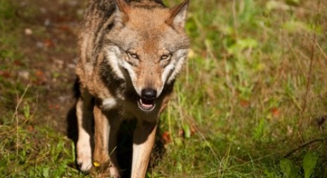 Na Šumavě se vyskytuje vlk, první důkaz ukázala fotopast