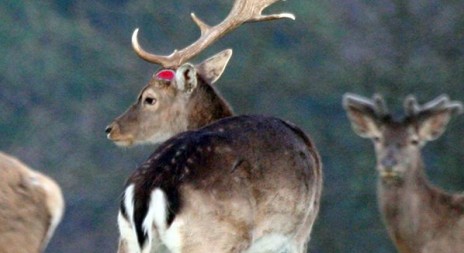 Vzácná fotografie z Lánské obory