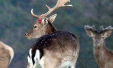 Vzácná fotografie z Lánské obory