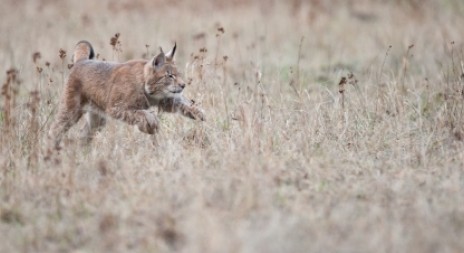 Hlídky v Beskydech v února zaznamenaly devět rysů a tři vlky