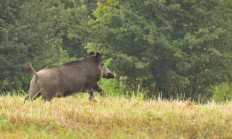 Stádo prasat vylekalo Ústečany uprostřed města