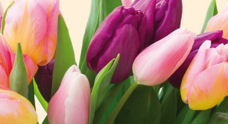 Jarní Floria nabídne expozice květin i vybavení pro dům a zahradu