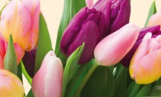 Jarní Floria nabídne expozice květin i vybavení pro dům a zahradu