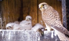 Ptačí park u Josefova láká stále více ptáků, zjištěno 154 druhů