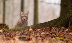 V Česku ubývá rysů kvůli pytlákům, MŽP spolupracuje s policií