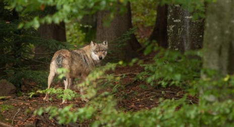 Liberecký kraj zaplatí 6000 Kč za ovci, kterou roztrhali vlci
