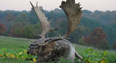 Pozvánka na přehlídku shozů z Lánské obory