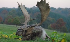 Pozvánka na přehlídku shozů z Lánské obory