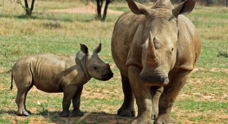Samice nosorožce bílého v USA podstoupila léčbu zánětu