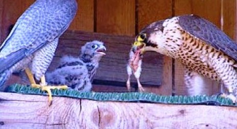 Na komíně pražské spalovny se vylíhla mláďata ohroženého sokola