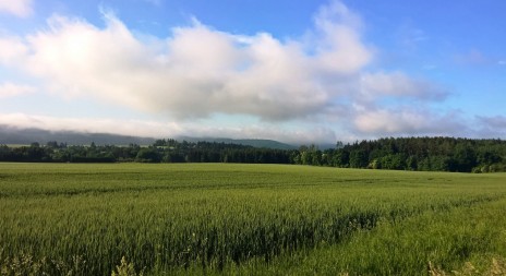 Na německé straně Šumavy poprvé vyfotografovali losa