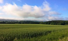 Na německé straně Šumavy poprvé vyfotografovali losa