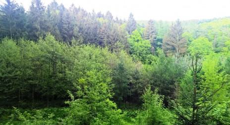 Na jihu Čech loni vzrostla přirozená obnova lesa