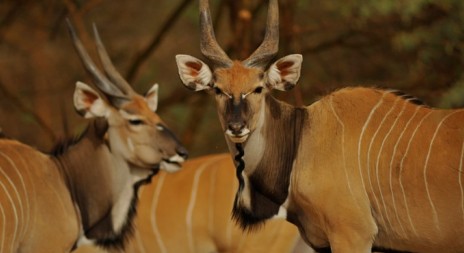 Čeští vědci budou moct v Senegalu více pečovat o antilopy
