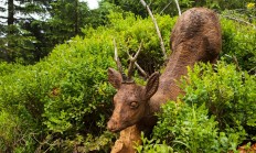Lidé v Krkonoších mohou u cesty najít dřevěné sochy zvířat