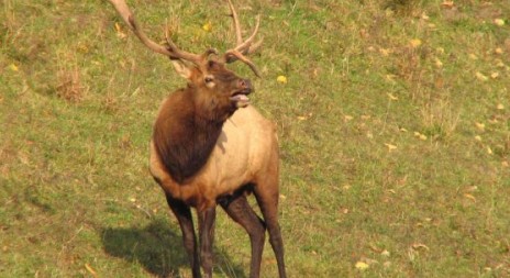 Lidé na Šumavě mohou nově pozorovat jelena