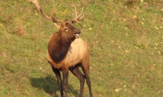 Lidé na Šumavě mohou nově pozorovat jelena