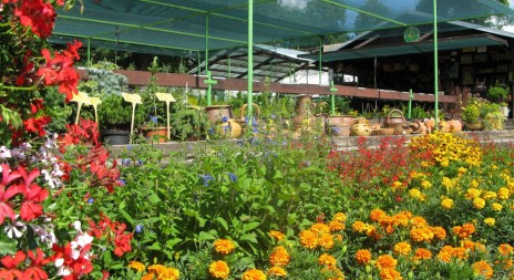 V Čimelicích se sešlo více než 90 vystavovatelů květin