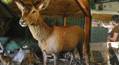 Tip na výlet - Expozice Šindelka – Harrachov (lesnická, myslivecká expozice)