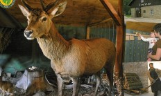 Tip na výlet - Expozice Šindelka – Harrachov (lesnická, myslivecká expozice)