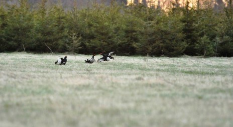 Národní park Šumava upraví u Knížecích Plání prostor pro tetřívka