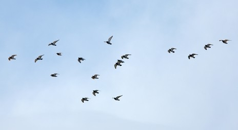 Stěhovaví ptáci míří do Afriky, je možné je sledovat na webu