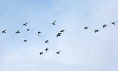 Stěhovaví ptáci míří do Afriky, je možné je sledovat na webu