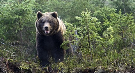 Ekologové hledají další stopy medvěda u Val. Meziříčí