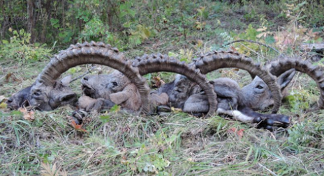 Jak se loví kozorožec sibiřský v Rusku?