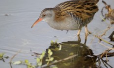 Roční sledování chřástala přineslo ornitologům z Plzně cenná data