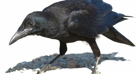Havrani přiletěli do Brna s předstihem, zima asi začne dříve