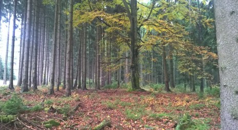 V britské soutěži zvítězil mladý český fotograf přírody