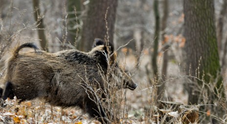 Plzeň poseká orobinec, v němž se zdržují divoká prasata