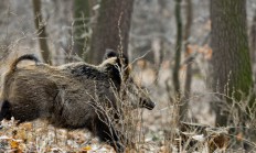 Plzeň poseká orobinec, v němž se zdržují divoká prasata