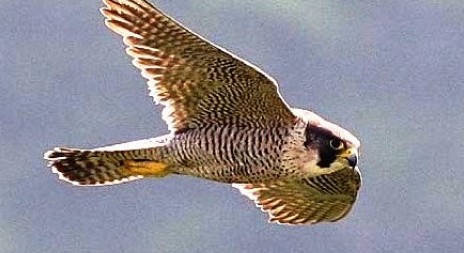 Oslavme Světový den sokolnictví - World Falconry Day