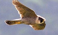 Oslavme Světový den sokolnictví - World Falconry Day