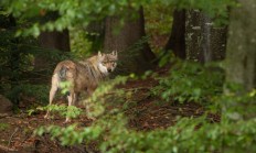 Snímek z fotopasti potvrzuje výskyt vlka na Broumovsku