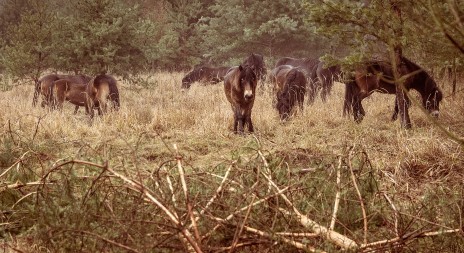 Druhé stádo divokých koní přijelo do rezervace, doplnilo skupinu zubrů