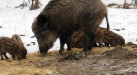 Lovci musí nově posílat veterinářům pírka divočáků