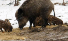 Lovci musí nově posílat veterinářům pírka divočáků