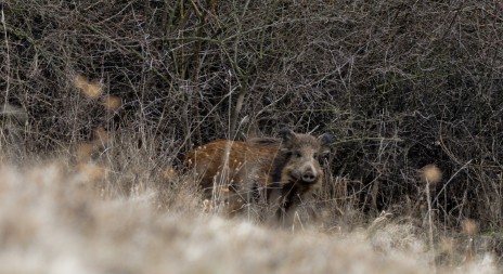 Veterináři potvrdili smrtelnou nemoc u psa, chytil ji od divočáka