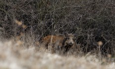 Veterináři potvrdili smrtelnou nemoc u psa, chytil ji od divočáka
